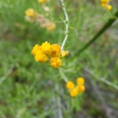 Chrysocephalum semipapposum (Clustered Everlasting) at Canberra Airport, ACT - 15 Feb 2024 by RobG1