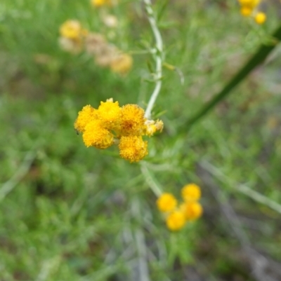 Chrysocephalum semipapposum (Clustered Everlasting) at Canberra Airport, ACT - 15 Feb 2024 by RobG1