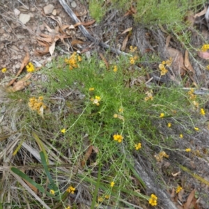 Chrysocephalum semipapposum at Kowen Escarpment - 15 Feb 2024