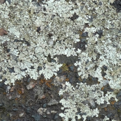 Xanthoparmelia sp. (Rock-shield lichen (foliose lichen)) at Bicentennial Park - 7 Apr 2024 by Paul4K