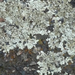Unidentified Lichen at QPRC LGA - 6 Apr 2024 by Paul4K