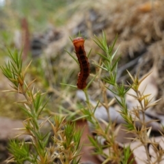 Geometridae (family) IMMATURE at Kowen Escarpment - 15 Feb 2024