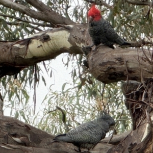 Callocephalon fimbriatum at Mount Majura - 7 Apr 2024