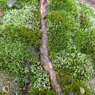 Unidentified Lichen, Moss or other Bryophyte at Queanbeyan West, NSW - 6 Apr 2024 by Paul4K