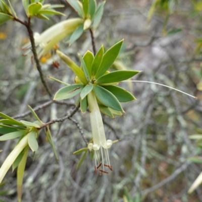 Styphelia triflora (Five-corners) at Kowen Escarpment - 15 Feb 2024 by RobG1