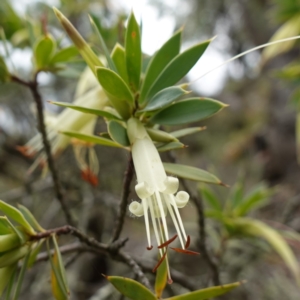 Styphelia triflora at Kowen Escarpment - suppressed