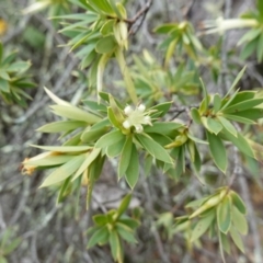 Styphelia triflora at Kowen Escarpment - 15 Feb 2024