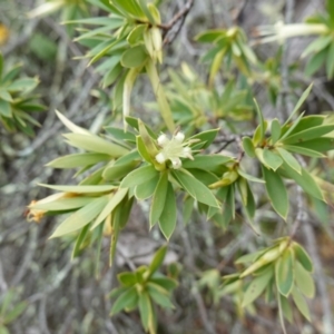 Styphelia triflora at Kowen Escarpment - 15 Feb 2024