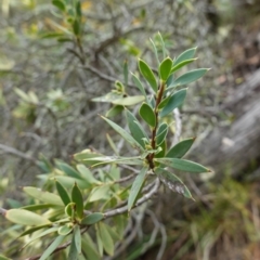 Styphelia triflora at Kowen Escarpment - 15 Feb 2024