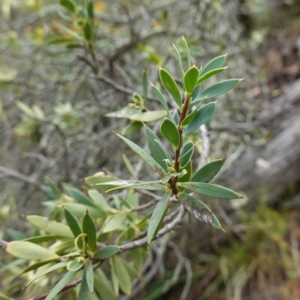 Styphelia triflora at Kowen Escarpment - suppressed