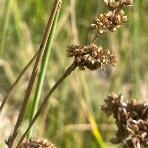 Juncus vaginatus at Namadgi National Park - 3 Apr 2024