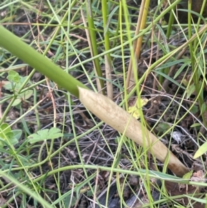 Juncus vaginatus at Namadgi National Park - 3 Apr 2024