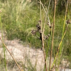 Juncus vaginatus at Namadgi National Park - 3 Apr 2024