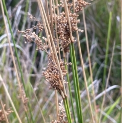 Juncus (genus) (A Rush) at Namadgi National Park - 3 Apr 2024 by JaneR