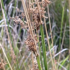 Juncus sp. (A Rush) at Tharwa, ACT - 3 Apr 2024 by JaneR