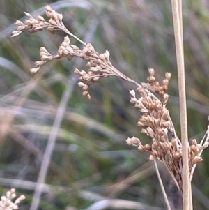 Juncus sp. at Namadgi National Park - 3 Apr 2024