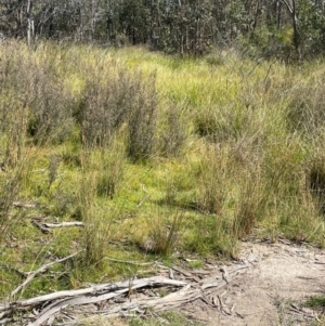 Juncus sp. at Namadgi National Park - 3 Apr 2024