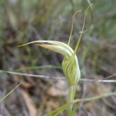 Diplodium ampliatum (Large Autumn Greenhood) at Canberra Airport, ACT - 15 Feb 2024 by RobG1