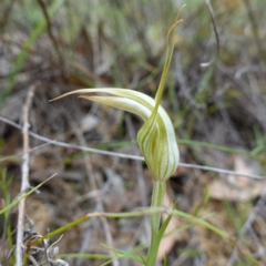 Diplodium ampliatum at Kowen Escarpment - suppressed