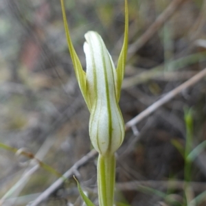 Diplodium ampliatum at Kowen Escarpment - suppressed