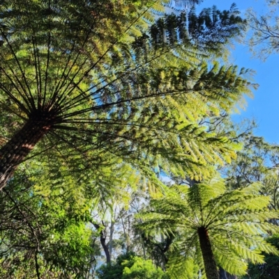 Cyathea australis subsp. australis (Rough Tree Fern) at Bodalla, NSW - 7 Apr 2024 by Steve818