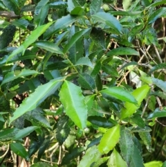 Doryphora sassafras at Bodalla, NSW - 7 Apr 2024 by Steve818