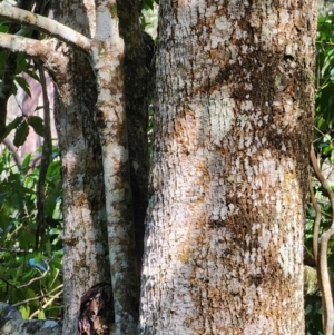 Doryphora sassafras at Bodalla State Forest - 7 Apr 2024