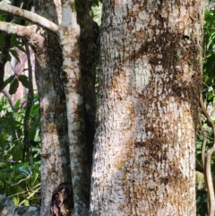 Doryphora sassafras at Bodalla State Forest - 7 Apr 2024