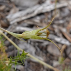 Diplodium ampliatum (Large Autumn Greenhood) at Canberra Airport, ACT - 15 Feb 2024 by RobG1