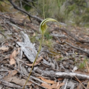 Diplodium ampliatum at Kowen Escarpment - 15 Feb 2024