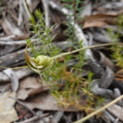 Diplodium ampliatum at Kowen Escarpment - 15 Feb 2024