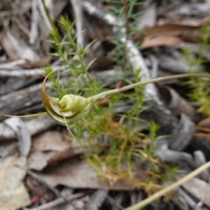 Diplodium ampliatum at Kowen Escarpment - 15 Feb 2024