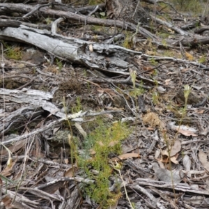 Diplodium ampliatum at Kowen Escarpment - 15 Feb 2024