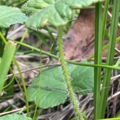 Hydrocotyle hirta (Hairy Pennywort) at Tharwa, ACT - 3 Apr 2024 by JaneR