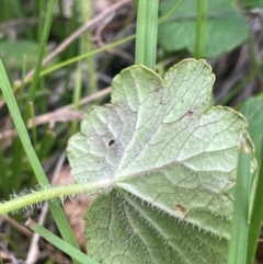 Hydrocotyle hirta at Namadgi National Park - 3 Apr 2024