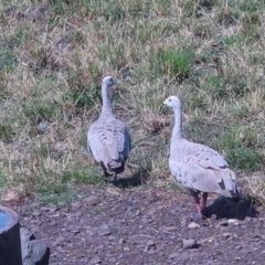 Cereopsis novaehollandiae (Cape Barren Goose) at Woolnorth, TAS - 10 Feb 2024 by AlisonMilton