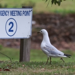 Chroicocephalus novaehollandiae (Silver Gull) at Smithton, TAS - 10 Feb 2024 by AlisonMilton