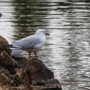 Chroicocephalus novaehollandiae at Smithton, TAS - 11 Feb 2024