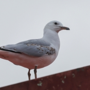 Chroicocephalus novaehollandiae at Smithton, TAS - 11 Feb 2024