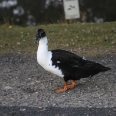 Anas platyrhynchos (Mallard (Domestic Type)) at Smithton, TAS - 11 Feb 2024 by AlisonMilton