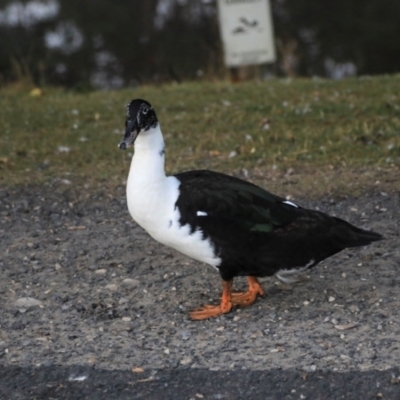 Anas platyrhynchos (Mallard (Domestic Type)) at Smithton, TAS - 10 Feb 2024 by AlisonMilton