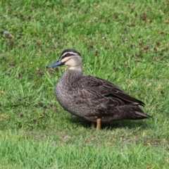 Anas superciliosa (Pacific Black Duck) at Smithton, TAS - 10 Feb 2024 by AlisonMilton