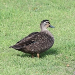 Anas superciliosa at Smithton, TAS - 11 Feb 2024