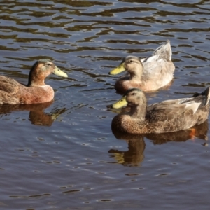 Anas platyrhynchos at Smithton, TAS - 11 Feb 2024