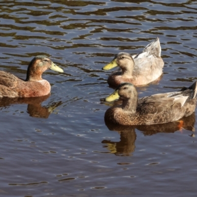 Anas platyrhynchos (Mallard (Domestic Type)) at Smithton, TAS - 11 Feb 2024 by AlisonMilton