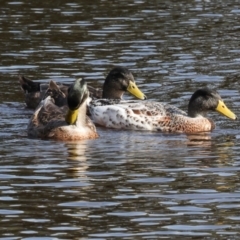 Anas platyrhynchos at Smithton, TAS - 11 Feb 2024