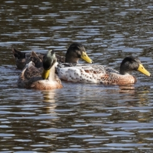 Anas platyrhynchos at Smithton, TAS - 11 Feb 2024