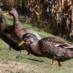 Anas platyrhynchos at Smithton, TAS - 11 Feb 2024