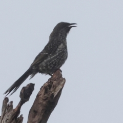 Anthochaera chrysoptera (Little Wattlebird) at Smithton, TAS - 12 Feb 2024 by AlisonMilton