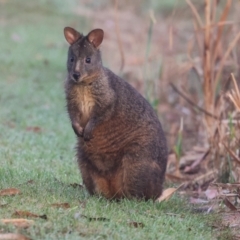 Thylogale billardierii (Tasmanian pademelon) at Smithton, TAS - 11 Feb 2024 by AlisonMilton